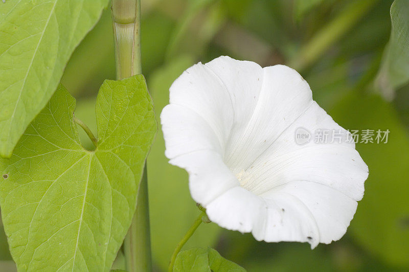 旋花属(Calystegia sepium)